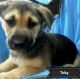 German Shepherd Puppies for sale in Salt Lake City, UT, USA. price: $600