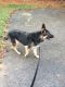 German Shepherd Puppies for sale in Chapel Hill, NC, USA. price: $525