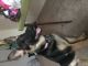 German Shepherd Puppies for sale in Little Paw Paw Lake Rd, Coloma, MI 49038, USA. price: NA