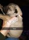 German Shepherd Puppies for sale in Mt Sterling, KY 40353, USA. price: NA
