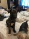 German Shepherd Puppies for sale in Moore, OK, USA. price: NA