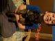 German Shepherd Puppies for sale in Independence, IA 50644, USA. price: NA