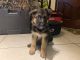 German Shepherd Puppies for sale in North Miami Beach, FL, USA. price: NA