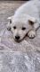 German Shepherd Puppies for sale in Louisiana, MO 63353, USA. price: NA