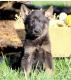 German Shepherd Puppies for sale in Fitchburg, MA 01420, USA. price: NA