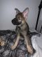 German Shepherd Puppies for sale in Tigard, OR 97223, USA. price: NA