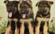 German Shepherd Puppies for sale in 1045 E 43rd Pl, Los Angeles, CA 90011, USA. price: NA