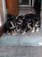 German Shepherd Puppies for sale in Valdosta, GA 31601, USA. price: NA