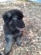 German Shepherd Puppies for sale in Lehigh Acres, FL, USA. price: $600