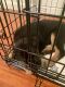 German Shepherd Puppies for sale in 10919 Joaquin Dr, Dallas, TX 75228, USA. price: NA