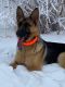 German Shepherd Puppies for sale in 1133 22nd Ave W, West Fargo, ND 58078, USA. price: NA
