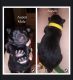 German Shepherd Puppies for sale in 3083 Craig Terrace, Crestview, FL 32539, USA. price: $1,000