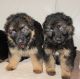 German Shepherd Puppies for sale in Covington, WA 98042, USA. price: NA