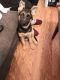 German Shepherd Puppies for sale in Ruther Glen, VA 22546, USA. price: $450