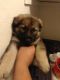 German Shepherd Puppies for sale in Umatilla, OR 97882, USA. price: NA