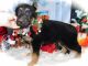 German Shepherd Puppies for sale in Hammond, IN, USA. price: $750