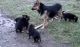 German Shepherd Puppies for sale in Auburn, AL, USA. price: NA