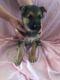 German Shepherd Puppies for sale in Sparks, NV, USA. price: $1,500