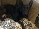 German Shepherd Puppies for sale in Camp Douglas, WI, USA. price: $500