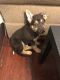 German Shepherd Puppies for sale in St Marys, OH 45885, USA. price: $200