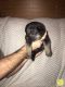 German Shepherd Puppies for sale in Quitman, AR 72131, USA. price: NA