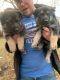 German Shepherd Puppies for sale in Webster County, KY, USA. price: $600
