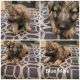 German Shepherd Puppies for sale in Redmond, OR 97756, USA. price: $800