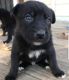 German Shepherd Puppies for sale in Wilmington, Los Angeles, CA, USA. price: $200