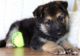 German Shepherd Puppies for sale in 8901 Washington St, Kansas City, MO 64114, USA. price: $550