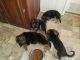 German Shepherd Puppies for sale in Bloomfield, KY 40008, USA. price: $200