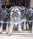 German Shepherd Puppies for sale in El Mirage, AZ, USA. price: NA