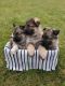 German Shepherd Puppies for sale in Bridgewater, VA, USA. price: NA