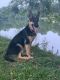 German Shepherd Puppies for sale in Peachtree City, GA, USA. price: NA