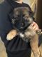 German Shepherd Puppies for sale in Littlerock, CA 93543, USA. price: NA