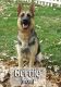 German Shepherd Puppies for sale in Lenox, MI 48048, USA. price: $800