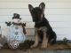German Shepherd Puppies for sale in Pittsburgh, PA, USA. price: $500