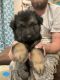 German Shepherd Puppies for sale in Iola, KS 66749, USA. price: NA