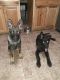 German Shepherd Puppies for sale in SKOK, WA 98584, USA. price: NA