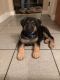 German Shepherd Puppies for sale in Putnam, CT, USA. price: NA