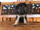 German Shepherd Puppies for sale in Carnesville, GA 30521, USA. price: $300