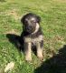German Shepherd Puppies for sale in Carnesville, GA 30521, USA. price: NA