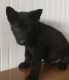 German Shepherd Puppies for sale in Branson, MO 65616, USA. price: NA
