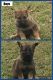 German Shepherd Puppies for sale in Four Oaks, NC 27524, USA. price: $450