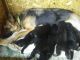 German Shepherd Puppies for sale in Carleton, MI 48117, USA. price: NA