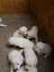 German Shepherd Puppies for sale in Ottawa, OH 45875, USA. price: $500