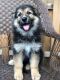 German Shepherd Puppies for sale in Morgan Hill, CA, USA. price: NA
