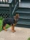 German Shepherd Puppies for sale in New Orleans, LA, USA. price: $1