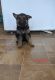 German Shepherd Puppies for sale in Logansport, IN 46947, USA. price: NA