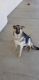 German Shepherd Puppies for sale in Lancaster, CA, USA. price: $100