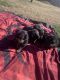 German Shepherd Puppies for sale in 20374 Sherry Rd, Springdale, AR 72764, USA. price: NA